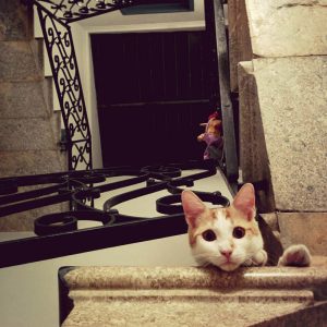 Keeping Pets Safe on Stairs