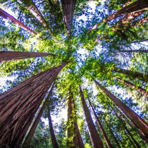 Sustainable wood is used in StairSupplies wood stairs